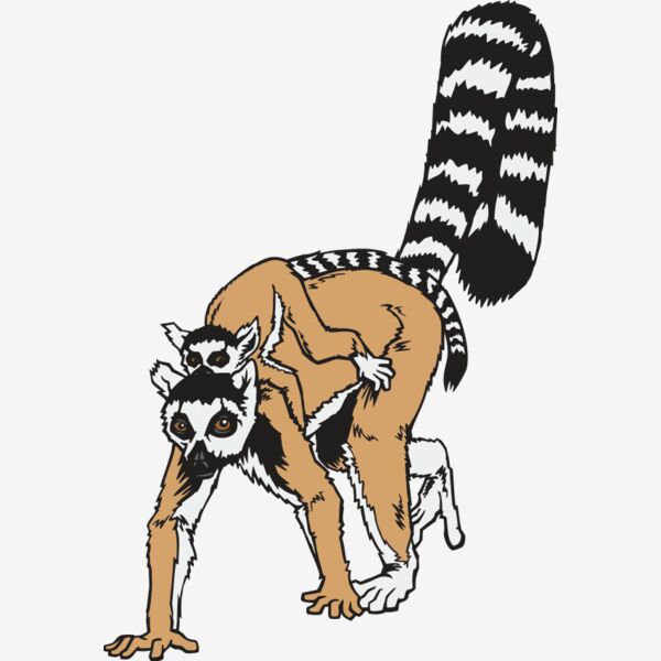 RingtailLemur01NC2clr Thumbnail
