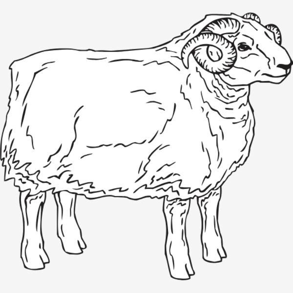 SHEEP5 Thumbnail