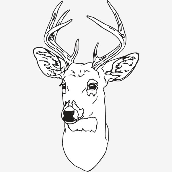 DEER 6 Thumbnail