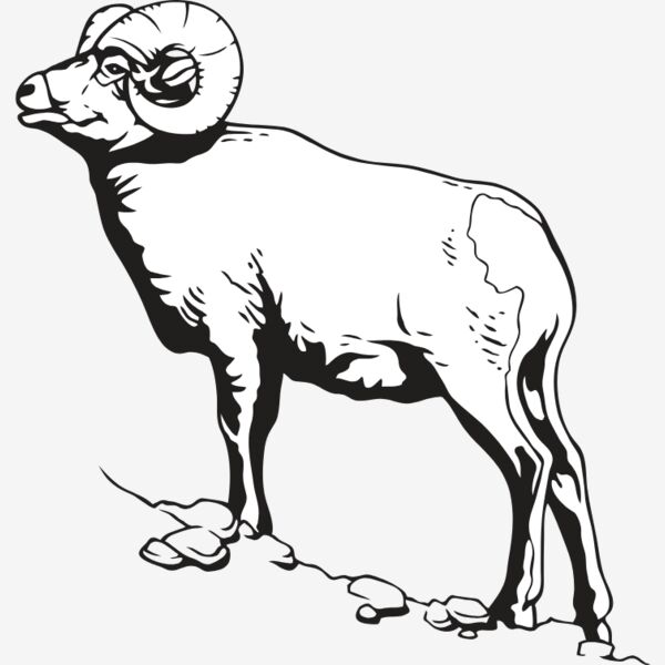 BighornSheep01NC2bw Thumbnail