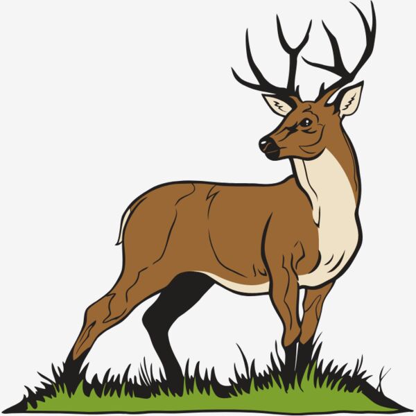 MleDeerBck01NC2clr Thumbnail