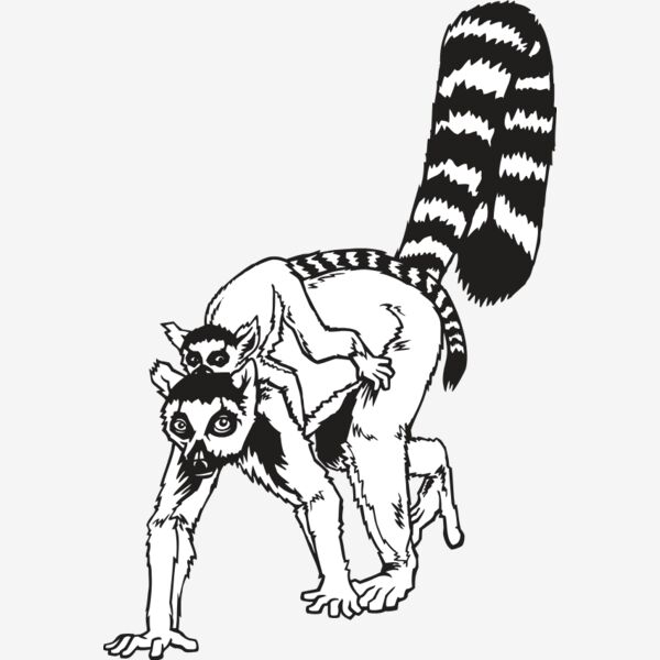RingtailLemur01NC2bw Thumbnail
