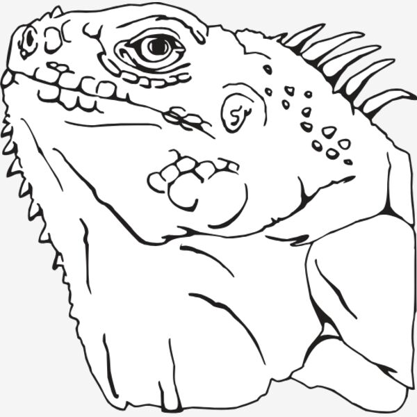 IGUANA Thumbnail
