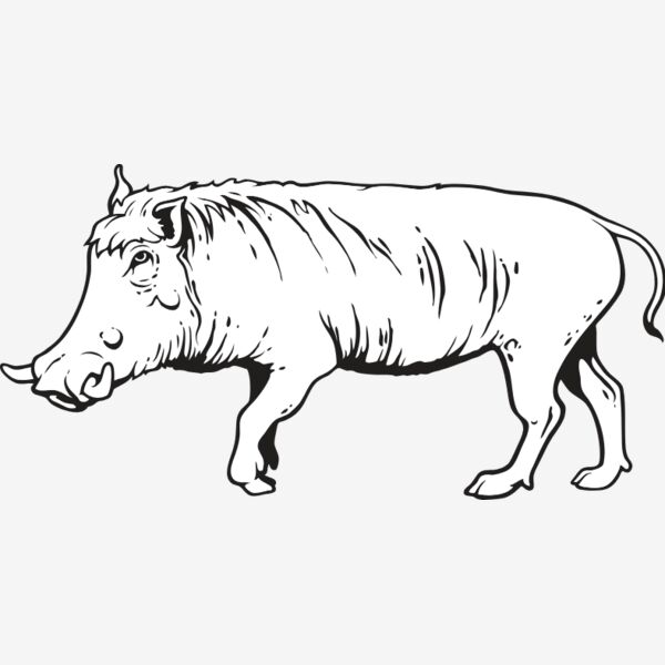 Boar01NC2bw Thumbnail