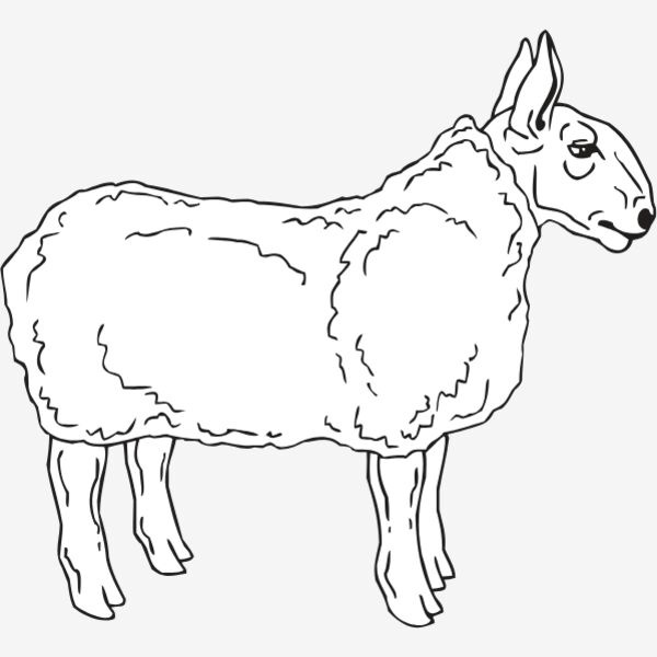 SHEEP4 Thumbnail