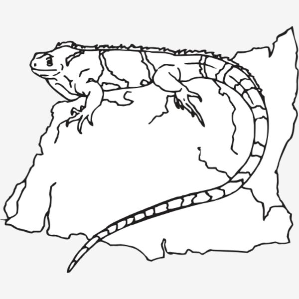 IGUANA2 Thumbnail