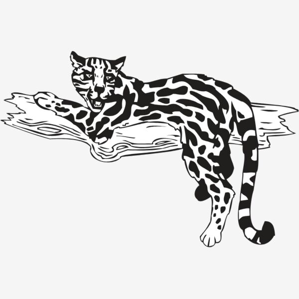OCELOT Thumbnail