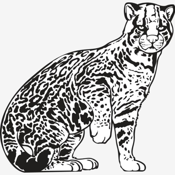 Ocelot01NC2bw Thumbnail