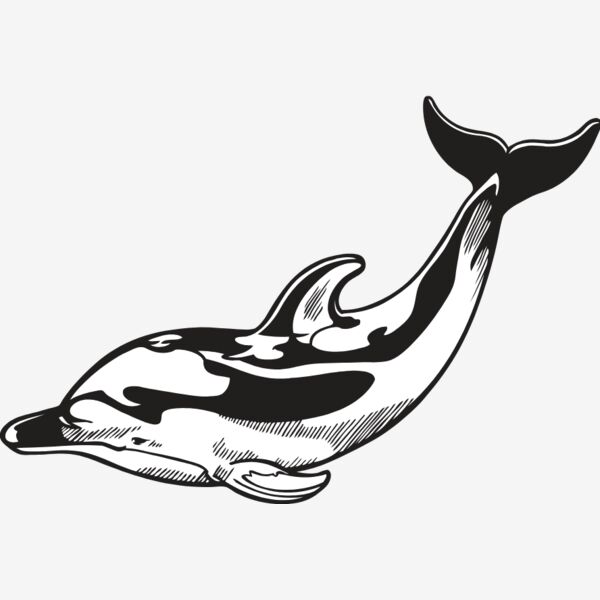 Dolphin01V4bw Thumbnail