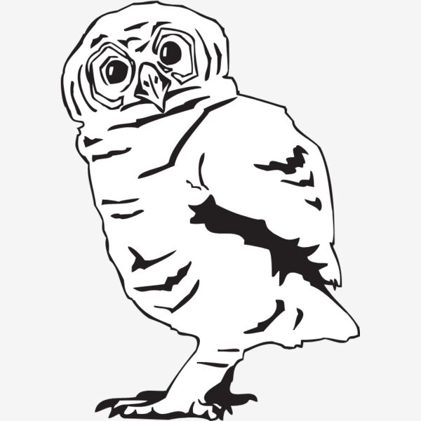 Owls Thumbnail