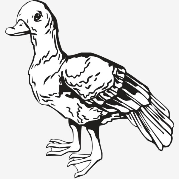 Ducks Thumbnail