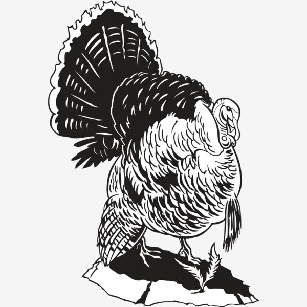 Turkey Thumbnail