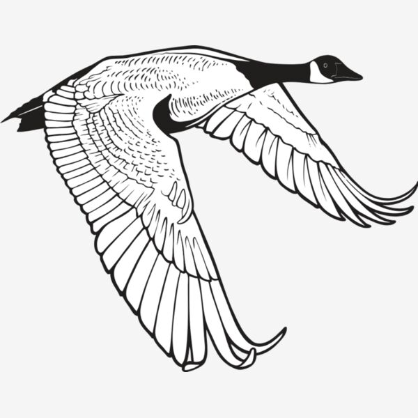 Geese Thumbnail